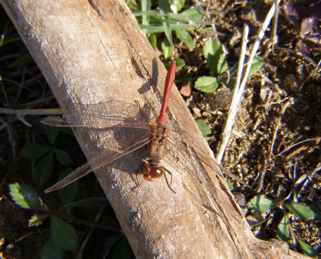 Sympetrum striolatum e cfr. S. meridionale